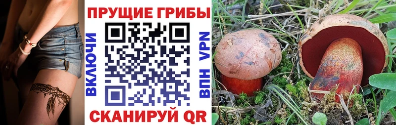 Галлюциногенные грибы Psilocybe  Купить  Иланский 